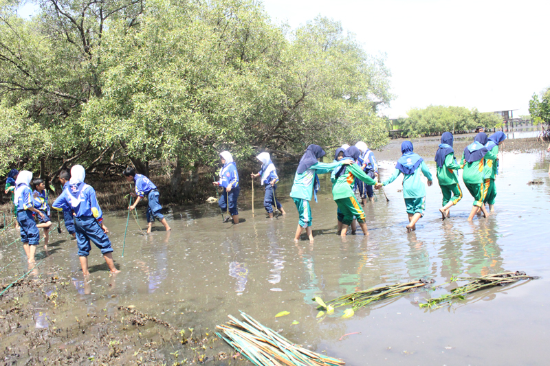 Menanam Pohon Bakau ECOTOURISM di BJBR Probolinggo - indonesia